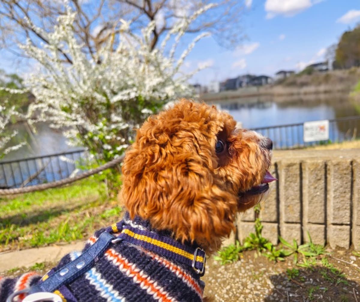 春の川沿い、桜の咲く土手で振り返って遠くを見つめるキャバプーの茶々丸