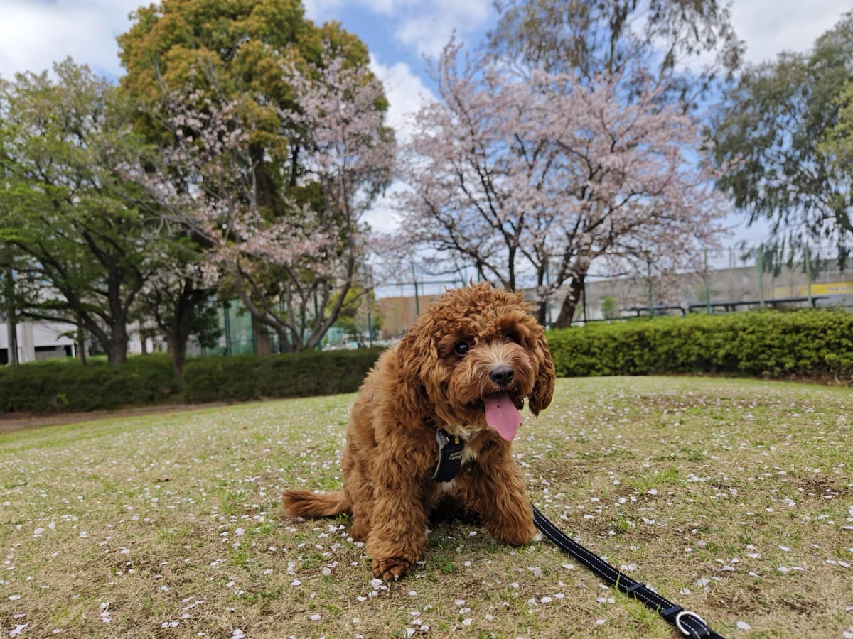 朝の公園で飼い主と散歩するトイプードル