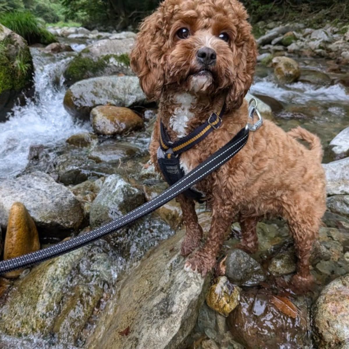 夏の渓流、流れる水のそばの濡れた岩にハーネス姿で立つキャバプーの茶々丸